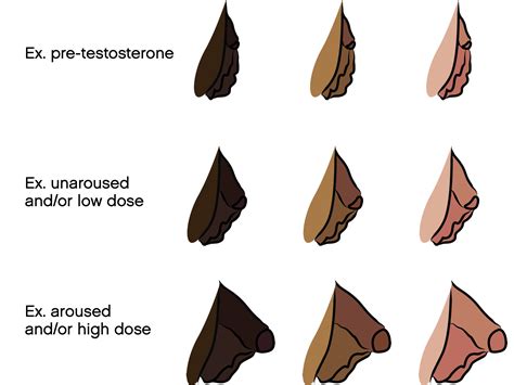 bottom growth on t before and after|Bottom Growth and Genital Changes on Testosterone。